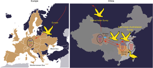 Fig. 4 The proposed reassortment and transmission model of H5N8 virus among the East Asian-Australasian flyway, Central Asian flyway, and Europe. Eastern China, Central China, and Qinghai Lake are coloured in light grey, light orange, and bright green, respectively.The countries in which H5N8 outbreaks occurred in Europe are coloured in light brown. Transmission routes for H5N8 virus are indicated with a red solid arrow, and the probable transmission route between Qinghai and Central China is indicated with a red dotted arrow. Gene segments are coloured according to their origins. Notably, the PA and NP segments of H5N8 viruses in Europe were from unidentified viruses and are coloured in green