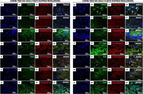 Figure 2. Recellularized canine trachea scaffolds immunofluorescence with YS cells (7 and 14 days). In (AI – NI), DAPI immunostaining (blue) for canine yolk sac endothelial progenitor cell nuclei. In (AII – NII), immunostaining (green) for antibodies: vimentin, CD105, CD31, VEGF, PCNA, TGF-β and CD44, respectively. In (AIII – NIII), hyaluronic acid immunostaining (red) for the canine trachea ECM. In (AIV- NIV), merged. Scale bar: 30 µm.