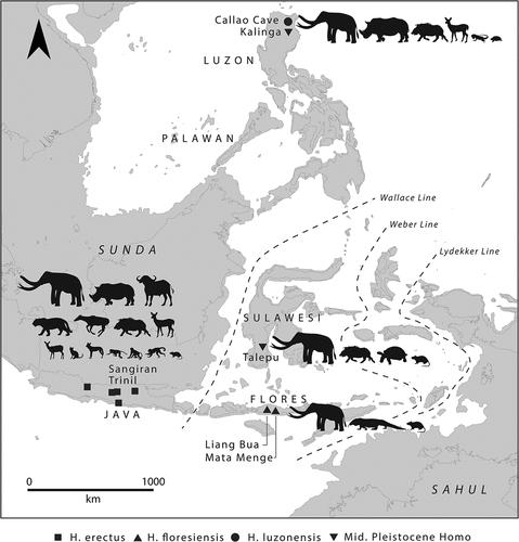 Figure 6. Faunal complexes associated with key Early–Middle Pleistocene hominin sites in Wallacea and the Philippines (data from Gaffney Citation2021a, Table S1). This includes the Ngandong fauna from Java, associated with H. erectus at Trinil and Sangiran, the Mata Menge fauna from Flores associated with an ancestor to H. floresiensis, and the Talepu fauna from Sulawesi and the Kalinga fauna from Luzon, both associated with an as-yet unidentified hominin. Base map shows present coastline transposed over a – 120 m shoreline, which can be considered an approximate maximum lowstand throughout the Middle Pleistocene.