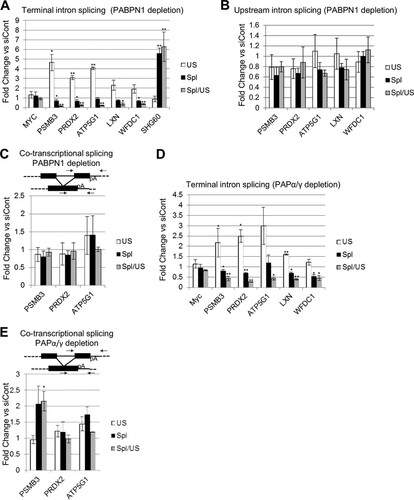 FIG 5 Splicing of a subset of endogenous transcripts requires PABPN1 and PAP. (A) RT-qPCR analysis of Myc, PSMB3, PRDX2, LXN, ATP5G1, and WFDC1 terminal intron splicing, as well as SHG60 noncoding RNA splicing, in PABPN1-depleted cells. The graph shows fold changes in PABPN1-depleted cells relative to control cells after normalization to GAPDH mRNA. (B) RT-qPCR analysis of PSMB3 intron 2, PRDX2 intron 1, LXN intron 1, ATP5G1 intron 2, and WFDC1 intron 1 splicing in PABPN1-depleted cells. The graph shows fold changes in PABPN1-depleted cells relative to control cells after normalization to GAPDH mRNA. (C) RT-qPCR analysis of PSMB3, PRDX2, and ATP5G1 cotranscriptional terminal intron splicing in cells treated with control or PABPN1-specific siRNA. The graph shows fold changes in PABPN1-depleted cells relative to control cells after normalization to GAPDH mRNA. (D) RT-qPCR analysis of Myc, PSMB3, PRDX2, LXN, ATP5G1, and WFDC1 terminal intron splicing in PAPα- and PAPγ-codepleted cells. The graph shows fold changes in PAPα- and PAPγ-codepleted cells relative to control cells after normalization to GAPDH mRNA. (E) RT-qPCR analysis of PSMB3, PRDX2, and ATP5G1 cotranscriptional terminal intron splicing in PAPα- and PAPγ-codepleted cells. The graph shows fold changes in PAPα- and PAPγ-codepleted cells relative to control cells after normalization to GAPDH mRNA. All error bars represent standard deviations for at least three biological replicates. *, P < 0.05; **, P < 0.01.