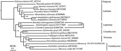 Figure 1. Phylogenetic tree of the relationships among 19 species of Coleoptera, including Xystrocera globosa based on the nucleotide dataset of the 13 mitochondrial protein-coding genes. Numbers above branches specify posterior probabilities from Bayesian inference (BI) and bootstrap percentages from maximum likelihood (ML, 1000 replications) analyses. The GenBank accession numbers of all species are also shown.