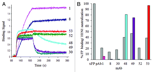 Figure 2. Kinetic binding and neutralizing activity of a panel of antibodies cross-reactive to the fusion region of group 1 HA. (A) Comparison of the binding kinetics of mAb 1, 8, 30, 48, 49, 52 or 53 (captured on an anti-human Fc sensors), to 200nM of HA monomer of the H1N1 A/CA/04/2009 strain. (B) Comparative fusion peptide binding (gray bars) as a percent relative to a rabbit pAb directed to and purified by the fusion peptide; and neutralizing activity of antibodies (colored bars), at a constant IgG concentration of 5 µg/ml in MDCK cells infected with the H1N1 A/CA/04/2009 virus. Plaques were counted in duplicate wells and expressed as a percent of plaques in an uninhibited infection. A comparison of the breadth and potency of HA coverage for selected neutralizing group 1 antibodies can be found in Table 4 and Figure S2.