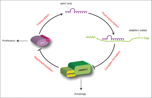 Figure 7. Proposed working model for the MYC-MIR7–3HG-AMBRA1 axis. In this regulatory loop, MIR7–3HG downregulates AMBRA1 expression, and promotes its own transcription mediated by MYC. This model favors cell proliferation to the detriment of autophagy (for details see the text).