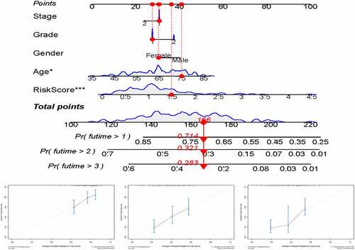 Figure 7. (a) nomogram for predicting OS at 1, 2, and 3 years. (b–d) Calibration curves showing the probability of 1-, 2-, and 3-year OS between the nomogram prediction and practical observation