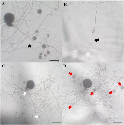 Figure 4. Daughter spore germination and new spore production at the subculture of Rhizoglomus intraradices. The germinated daughter spore (A,B); R. intraradices 10 weeks after cultivation (C) and 4 weeks after subculture (D) (scale bars: 100 µm; black arrow: hyphae from daughter spores, white arrow: daughter spores produced on first cultivation, red arrow: daughter spores produced on subculture).