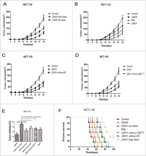 Figure 8. JZA01 has superior antitumor efficacy in HCT-116-bearing NOD-SCID mice. (A) and (B) Female NOD-SCID mice 4–6 weeks of age (n = 6 per group) were injected in the left armpit with 5 × 106 HCT-116 cells and 1 × 107 unstimulated huPBMC. (A) Mice was treated with 1 mg/kg (high dose) or 0.5 mg/kg (low dose) JZA01 (i.v.) twice a week with tumor growth followed for a month. (B) Mice were treated with 1 mg/kg of JZA01 or JZA00, or IFNα (200 μg/kg) twice a week and tumor volumes were monitored for a month. (C) and (D) Female NOD-SCID mice 4–6 weeks of age were injected in the left armpit each with 5 × 106 HCT-116 cells and 1 × 107 unstimulated huPBMC from which dendritic cells (C) or CD8+ T cells (D) had been removed. Mice (n = 6 per group) were treated with 1 mg/kg JZA01 twice a week (i.v.) beginning from day 0 for a month with tumor volumes monitored. (E) Tumor inhibition of different dosage groups. JZA01 high dose significantly improved tumor inhibition compared with other groups. Data represent the mean ± SD (n = 6 per group). *p < 0.05, **p < 0.01, ***p < 0.001. (F) The survival of tumor-bearing NOD-SCID mice for 100 d. Data are from the experiments shown in panels A-D. The JZA01-treated group had better survival compared with IFNα-treated group. Log-rank tests: JZA01 high dose versus JZA00, p < 0.001; JZA01 high dose versus JZA01 low dose, p = 0.0012; JZA01 high dose versus IFNα2, p < 0.001; JZA01 high dose versus JZA01 without DCs, p = 0.0409; JZA01 high dose versus JZA01 without CD8+ T, p = 0.0080.