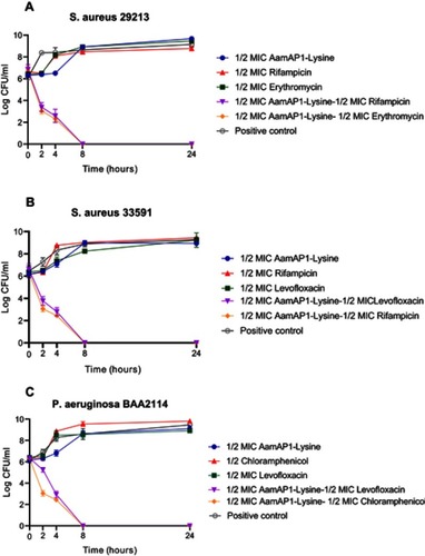 Figure 1 Time-kill curves for AamAP1-Lysine-antibiotic combinations against (A) S. aureus ATCC 29213, (B) S. aureus ATCC 33591 and (C) P. aeruginosa ATCC BAA2114. Data represent the average of three different experiments.Abbreviations: ATCC, American Type Culture Collection; MIC, Minimum Inhibitory Concentration; CFU, Colony Forming Unit.