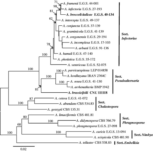 Figure 2. Maximum likelihood tree obtained from the combined datasets of ITS, gpd, and ATPase gene sequences of Alternaria brassicifolii and other related species. Bootstrap values (>60%) calculated for 1000 replicates are shown above the branches. The bar indicates the number of substitutions per position. The sections were referenced from previously published reports [Citation14,Citation19].