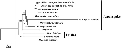Figure 1. Phylogenetic tree inferred by maximum-likelihood using 82 protein-coding gene sequences of 10 species including seven species from the Asparagales order: Allium cepa (genotype male sterile KF728079 and genotype male fertile NC_024813), Allium sativum (NC_031829), Eustrephus latifolius (KM233639), Polygonatum cyrtonema (KT630835), Cypripedium macranthos (KF925434), Asparagus officinalis (NC_034777), Iris gatesii (KM014691); two species from Liliales order: Bomarea edulis (NC_025306), Lilium distichum (NC_029937); and Nicotiana tabacum (NC_001879) as an outgroup. PhyML 3.1 (Guindon et al. Citation2010) was used for the sequence alignment and construction of the tree. Bootstrap support values based on 1000 replicates are displayed on each node.
