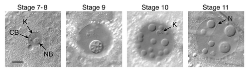 Figure 2 Induced nuclear bodies in GVs from egg chambers of increasing size. In general, smaller GVs form only one or two bodies, whereas the largest GVs often display 15–20 bodies. Stage 7–8: a Cajal body (CB) is normally found in GVs up to about stage 8, at which time it disappears. The induced nuclear body (NB) in this stage 7–8 GV is independent of the CB, but is closely associated with the karyosome (K). Stage 9: nuclear bodies may contain vacuoles of trapped nucleoplasm, especially evident in this stage 9 GV. Stage 10: Multiple nuclear bodies are common in larger GVs. The karyosome (K) is in focus in this image. Stage 11: The needle-like inclusion (N) seen here occurs regularly in GVs and nurse cell nuclei of untreated oocytes. Bar = 10 µm.