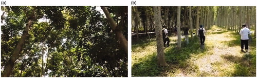 Figure 1. Agroforestry condition status; (a) the canopy condition of rubber trees; (b) silk trees plantation (Albizia sp.).