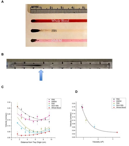 Figure 3 (A) Photograph of MNPs at the starting position (origins) of the straight-laned MIRT tray, in three different fluids, from top to bottom: whole blood, FBS, and DMEM. (B) Photograph of MNPs (with advancing edge at the arrow, in PBS) moving down the tray in response to the action of the mini-MED. (C) Velocity of MNPs in the MIRT tray (y-axis) vs. distance from tray origin (x-axis) for five media (PBS, DMEM, 100% FBS, skim milk, and whole blood) in the 20 cm offset below position (n ≥ 3). (D) Correlation between the viscosity of media (PBS, DMEM, 100% FBS, skim milk, and whole blood) and the average velocity in the 20 cm offset below position.