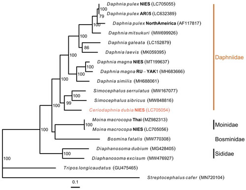 Figure 3. Maximum likelihood Tree based on 13 PCGs in mitochondrial genomes of cladocerans. Red species represent the mitogenomes obtained in this study. S. cafer and T. longicaudatus were used as the outgroup. Non-parametric bootstrap values (based on 3000 times resampling) are shown at nodes. The scale bar indicates the number of amino acid substitutions per site. The following sequences were used to infer the tree: Daphnia pulex LC705055.1, D. pulex LC632389.1 (Ohtsuki et al. Citation2022), D. pulex AF117817.1 (Crease Citation1999), D. mitsukuri MW699926.1, D. galeata LC152879.1 (Tokishita et al. Citation2017), D. laevis MK059395.1 (Martins Ribeiro et al. Citation2019), D. magna MT199637.1 (Lee et al. Citation2020), D. magna MH683666.1 (Fields et al. Citation2018), D. similus MH688061.1 (Fields et al. Citation2018), Simocephalus serrulatus MW167077.1, S. sibricus MW848816.1 (Gu et al. Citation2021), C. dubia LC705054.2 (this study), Moina macrocopa MZ982313.1 (Nam et al. Citation2022), M. macrocopa LC705056.1, bosmina fatalis MW770308.1 (Wei et al. Citation2021), Diaphanosoma dubium MG428405.1 (Liu et al. Citation2017), Diaphanosoma excisum MW476927.1 (Pan et al. Citation2021), tripos longicaudatus GU475465.1 (Ryu and Hwang Citation2010), and streptocephalus cafer MN720104.1 (Tladi et al. Citation2020).