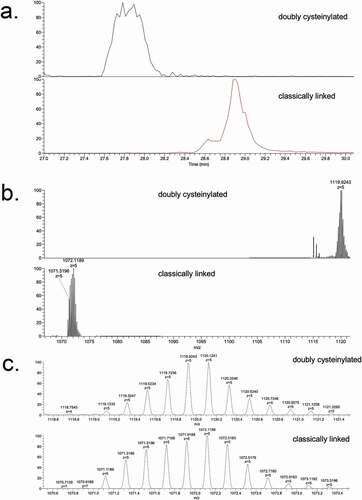 Figure 3. SIM experiments of mAb1-Y Lys-C peptide maps. (a) Extracted ion chromatograms of doubly cysteinylated and classically linked IgG-A hinge Lys-C dipeptides (10 ppm mass tolerance for extraction). (b) Corresponding MS1 spectra using Orbitrap detection (60 000 resolution). (c) Corresponding MS1 spectra that are zoomed-in on the mass features of interest