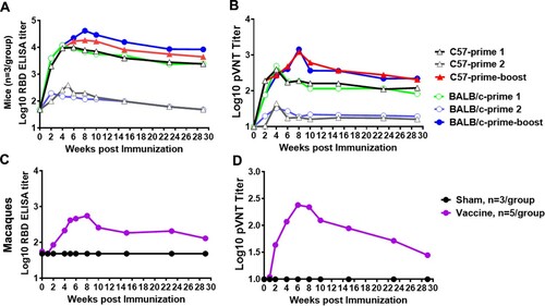 Figure 6. Duration of antibody response of Sad23L-nCoV-S and Ad49L-nCoV-S vaccines in mice and Rhesus macaques. (A) RBD-BAb and (B) pNAb were measured for 29 weeks in a single dose of Sad23L-nCoV-S (Prime 1) or Ad49L-nCoV-S (Prime 2), or prime-boost (Sad23L-nCoV-S and Ad49L-nCoV-S) vaccinated C57BL/6 and BALB/c mice. (C) RBD-BAb and (D) pNAb were measured for 29 weeks in prime-boost (Sad23L-nCoV-S/Ad49L-nCoV-S) vaccinated or sham (Sad23L-GFP/Ad49L-GFP) rhesus macaques. Mean Ab titers are presented in each group.