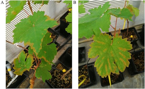 Figure 5. Marginal and inter-nerval necrosis in Aragonez cv. grapevine plants grafted onto Richter 110 rootstocks on July 14, two days after salt stress application. (A) Leaves of inoculated grapevines exposed to salt stress; (B) leaves of non-inoculated grapevines exposed to salt stress.