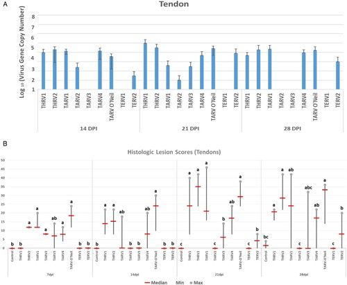 Figure 5. (A) Means of log10 of virus gene copy number at 14, 21, and 28 days post-inoculation. (B) Histologic lesion scores in tendons at 7, 14, 21, and 28 days post inoculation. Groups with different letters at one time-point show statistically significant differences (P < 0.05).