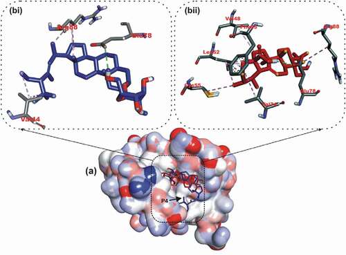 Figure 5. Details of binding mode (a) solvent-accessible surface view (b) interaction view of ligands in BH3 binding pocket of Bfl-1. Stick representations of the Ligands are shown by colors (bi) blue: ursolic acid (bii) red: basilimoside.
