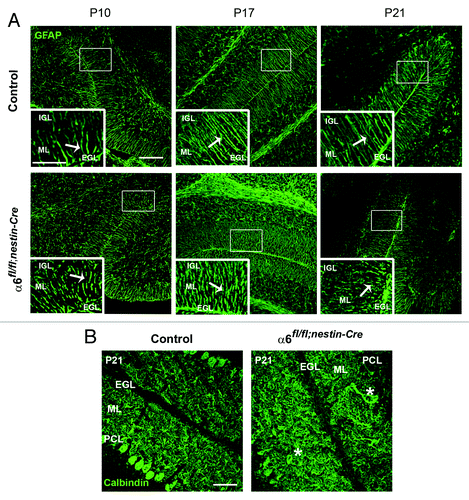 Figure 3. Defects in Bergmann glial fibers morphology and Purkinje cell position. (A) Staining with anti-GFAP antibody on sagittal sections from P10, P17, and P21 control and α6fl/fl;nestin-Cre cerebellum to reveal Bergmann glial fibers. In the control samples the glial processes normally extended through the ML and branched to the basement membrane. In contrast, the glial fibers lacking α6 integrin appeared irregular with abnormal extensions. Glial fiber morphology is shown in each panel in high magnification views of the corresponding boxed area. The white arrows indicate the glial fibers. Scale bars, 100 μm; 20 μm. (B) P21 sagittal cerebellar sections stained with an anti-calbindin antibody to visualize Purkinje cells. In the control mice, Purkinje cells were aligned along the PCL, whereas in the α6fl/fl;nestin-Cre mice, some Purkinje cell bodies were ectopically localized in the ML. The asterisks indicate the mispositioned Purkinje cell in the mutant cerebellum. Scale bar, 50 μm. EGL, external granular layer; ML, molecular layer; PCL, Purkinje cellular layer; IGL, internal granular layer.