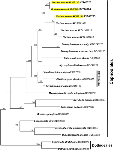 Figure 3. Bayesian phylogenetic tree of Hortaea spp. and related taxa, based on the nucleotide sequences of the large subunit (LSU) rDNA sequence. Numbers are bootstrap support, Maximum parsimony (MP). The H. werneckii isolates are highlighted.