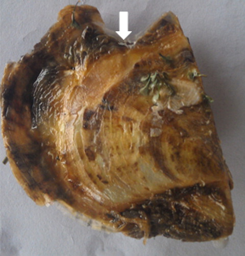 Figure 1. Pearl oyster P. fucata at 48 h after induction.