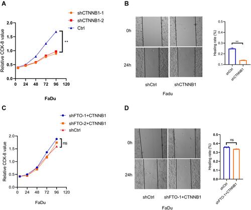 Figure 4 (A) CCK-8 assay demonstrating the proliferation ability of CTNNB1 knockdown cell lines. **P < 0.01. (B) Wound healing assay showing the migration ability of CTNNB1 knockdown cell lines. Data are presented as the mean ± SD; **P < 0.01. (C) CCK-8 assay showing that the proliferation of control (Ctrl) and shFTO cell lines did not obviously differ after CTNNB1 overexpression in the shFTO cell lines. ns: no significance. (D) Wound healing assay showing that the migration of control (Ctrl) and shFTO cell lines was not significantly different after CTNNB1 overexpression in the shFTO cell lines. Data are presented as the mean ± SD.