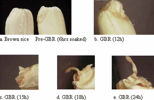 Figure 1 Germination of BR at different time intervals with increasing sprout length: (a) BR and pre-GBR (6 h soaked), (b) GBR (12 h), (c) GBR (15 h), (d) GBR (18 h), (e) GBR (24 h). (Color figure available online.)