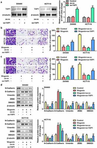 Figure 7. Effects of YAP1 overexpression on the metastasis and protein expression of EMT-related genes in CC cells.