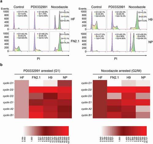 Figure 1. Comparison of mRNAs expression levels for cyclins in synchronous hPSCs, NP and HF. (a) Human fibroblasts (HF), hiPSCs (FN2.1), hESCs (H9) and NP derived from H9 cells were arrested in G1 with PD0332991 (PD) (48 h 1 μM for HF, 30 h 5 μM for hPSC and 24 h 1 μM for NP) and in G2/M with Nocodazole (NOCO) (72 h 200 ng/ml for HF, 24 h 100 ng/ml for hPSC and 54 h 200 ng/ml for NP). Cell cycle profile of asynchronous and pharmacologically arrested cells was analyzed after cells were fixed with cold 70% ethanol. DNA content was measured with propidium iodide (PI) and its fluorescence was determined with a flow cytometer. A representative DNA content frequency histogram plot is shown for each condition. The percentage of cells in each cell cycle phase was calculated by the FlowJo v10.0.7’s univariate platform. N = 3. (b) Heat maps representing mRNA expression levels quantified by RT-qPCR of cyclins D1, D2, D3, E1, A2 and B1 in HF, FN2.1, H9 and NP cells arrested with in G1 with PD or in G2/M with NOCO following the same experimental conditions described in (a). rpl7 expression was used as normalizer. The mRNA fold induction is relative to HF control cells (synchronous cells) arbitrarily set as 1. N = 5. Results are shown as a heat map generated with the software CIMminer.