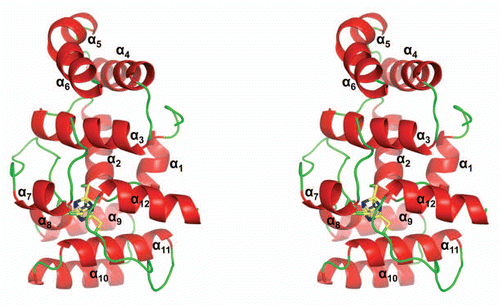 Figure 1 A stereoview of the cartoon representation of human p58C/3Q36. the 4Fe-4S cluster and the side chains of coordinated cysteine residues are shown as sticks.