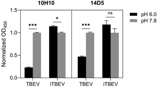 Figure 5. Monoclonal antibody interaction with infectious and inactivated TBEV (ELISA). Decrease of the optical density at 450 nm of TBEV-antibody complexes at pH 6.0 indicates the decrease of antibody binding. Virus samples diluted to the E protein concentration of 10 ng/mL. Optical density normalized to the values at pH 7.8. Statistical significance levels according to the Welch's t-test: * p ≤ 0.05 and *** p ≤ 0.001.