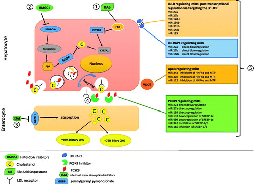 Figure 3. Summary of current therapeutic targets aimed to reduce serum LDL cholesterol. (1) Bile acid sequestrants, (2) HMG-CoA inhibition, (3) intestinal sterol absorption inhibition, (4) PCSK9 inhibition, (5) miRNA therapy: inhibition of translation of related mRNA.