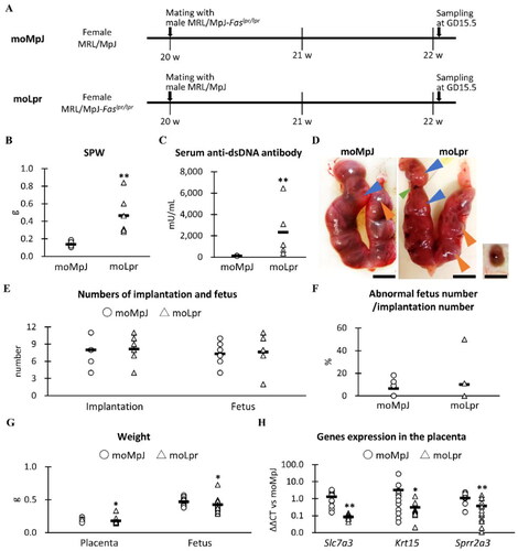 Figure 1. Experimental protocol, indices for systemic immunity and fertility, and placental gene expression associated with pregnancy.(A) Experimental protocol. (B) Maternal spleen weight (SPW). (C) Maternal serum levels of anti-double-stranded (ds) DNA antibodies. (D) The uterus, placenta, and fetus of MRL/MpJ (MpJ) and MRL/MpJ-Faslpr/lpr (Lpr) mice. The uterus includes the placenta (orange arrowheads) and the fetus (blue arrowheads). The green arrowhead shows an absorption scar observed in the uterus. The right panel shows a placental remnant and an absorbed fetus in Lpr. Bars = 1 cm. (E) Number of implantations and fetuses. The number of implantations was defined as the total number of fetuses, abnormal fetuses, absorption scars, and placental remnants. (F) The ratio of the number of abnormal fetuses to the number of implants. (G) Placental and fetal weights. (H) Pregnancy-associated placental mRNA expression moMpJ: MRL/MpJ (MpJ) mother mated with Lpr father. moLpr: Lpr mother mated with MpJ father. Slc7a3: solute carrier family 7 (cationic amino acid transporter, y + system) member 3. Krt15: keratin 15. Sprr2a3: small proline-rich protein 2A1. Each bar represents the mean of each group. The number of animals or organs analyzed is summarized in Table 1. Significance for other strains at the same age and gestational day (GD) (Mann-Whitney U-test, *: P < 0.05, ** P < 0.01).