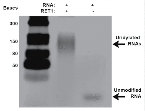 Figure 1. Gel based assay for RET1 activity. RET1 catalyzes the addition of terminal uridines resulting in a poly-U RNA product of approximately 150 bases. In the absence of RET1, the 24 base RNA target remains unmodified.