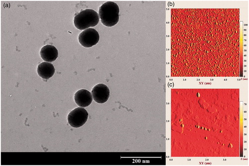 Figure 9. (a) TEM image of PEG-MSNs after heating at 50 °C. The PEG nanoshell is partially removed because of gel-liquid phase transition at this temperature range. (b, c) AFM image of PEG-MSNs prior, and after heating at 50 °C, respectively.