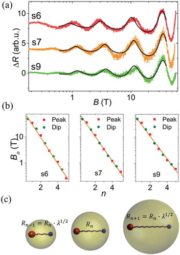 Figure 8. DSI in ultra-quantum ZrTe5. (a) Index plot for the log-periodic oscillations. (b) Quantitative fitting (black curves) of the log-periodic oscillations in ZrTe5. arb.u, arbitrary units. (c) Schematic of the two-body quasi-bound states composed of a Dirac-type massless hole and charged center via Coulomb attraction. Reproduced from Ref.[Citation28]