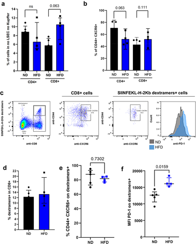 Figure 5. Tumor-specific CD8 T cells had an altered phenotype in NASH mice. A. Representation of CD4 T cells and CD8 T cells in the liver of HCC-bearing ND and HFD-fed mice. B. Percentage of CD44+ CXCR6+ cells in the CD4 and CD8 T cell population in HCC-bearing ND and HFD-fed mice. C. Phenotype of CD8 T cells and SIINFEKL-specific CD8 T cells (dextramers+ cells) from the liver of HCC-bearing mice. D. Percentage of SIINFEKL-specific CD8 T cells (dextramers+ cells) in the CD8 T cells from the liver of ND and HFD-fed mice. E. Percentage of CD44+ CXCR6+ in SIINFEKL-specific CD8 T cells (dextramers+ cells) from the liver of HCC bearing ND and HFD-fed mice. F. Expression level of CD279 (PD-1) on SIINFEKL-specific CD8 T cells (dextramers+ cells) from the liver of HCC bearing ND and HFD-fed mice. A-F: n = 5 (ND), n = 4 (HFD). Results are expressed as median and IQR.