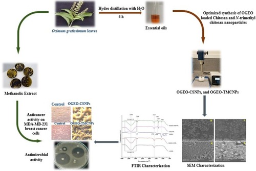 Figure 15 Summary of the optimised synthesis, characterisation and bioactivity application of OGEO-loaded chitosan and N, N, N-trimethyl chitosan nanoparticles.