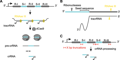 Figure 1. crRNA processing suggests the potential of CRISPR-Cas9 arrays to be further shortened.