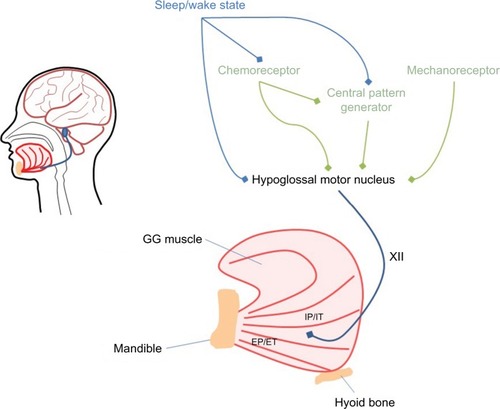 Figure 1 Schematic figure representing the major inputs (central pattern generator, chemoreceptor, mechanoreceptor and sleep–wake state) to the GG via the hypoglossal nerve (labeled XII).