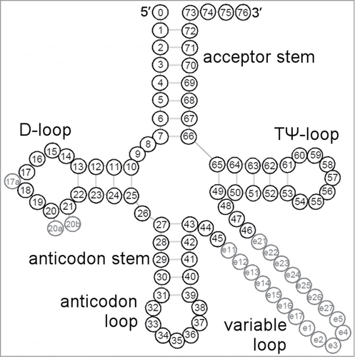 Figure 1. Consensus tRNA secondary structure presented in the “cloverleaf” form with the universal numbering system.Citation26