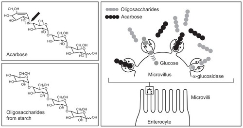 Figure 1 Acarbose mechanism of action: competitive inhibition of the intestinal enzymatic hydrolysis of oligosaccharides.Copyright © 1991. Reprinted with permission Thieme Publishers. Bischoff H. Effect of acarbose on diabetic late complications and risk factors – new animal experimental results. Akt Endokr Stoffw. 1991;12:25–32.Citation3