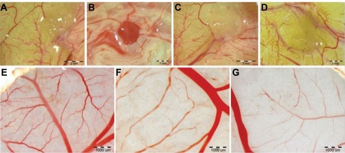 Figure 2 CAM vascularization.Notes: Filter paper implants: (A) control group; (B) ND-treated group; and (C) GR-treated group. Gelatin sponges: (D) control group; (E) positive control with bFGF; (F) diamond nanoparticles-treated group; and (G) GR-treated group. Representative vessels of control CAM (A) and after the administration of (B) ND and (C) GR.Abbreviations: CAM, chorioallantoic membrane; ND, diamond nanoparticles; GR, graphite nanoparticles; bFGF, basic fibroblast growth factor.