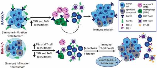 Figure 1. The RANK pathway as immune modulator in breast cancer. RANK expression in luminal breast cancer cells leads to the expression of pro-inflammatory cytokines/chemokines favoring recruitment of tumor associated-macrophages (TAMs) and neutrophils (TANs), immunosuppressive populations which interfere with lymphocyte T cell recruitment and/or activity. Denosumab (anti-RANKL) or RANK signaling inhibition results in increased TILs, lymphocytes and CD8+ T cell infiltration, transforming immune “cold” tumors into “hot” ones and attenuating tumor growth. Eventually the exacerbated immune response driven by RANK inhibition will induce the expression of immune checkpoints evading immune surveillance and allowing tumor growth. These results support the benefit of combining RANKL and immune checkpoint inhibitors in luminal breast cancer
