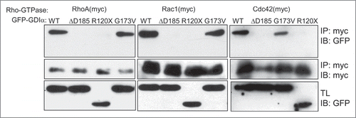 Figure 1. The ΔD185 and R120X mutant proteins abolish the interaction between RhoGDIα and the Rho-GTPases. HEK293T cells were transiently transfected with a myc-tagged Rho-GTPase and GFP-GDIα (either WT or one of the mutated forms). Cell lysates were immunoprecipitated using anti-myc antibody. Both the precipitates and the total lysates (TL) were immunoblotted for GFP (GDIα). WT GDIα and G173V GDIα co-immunoprecipitated with all 3 Rho-GTPases, but the ΔD185 GDIα and R120X GDIα did not.