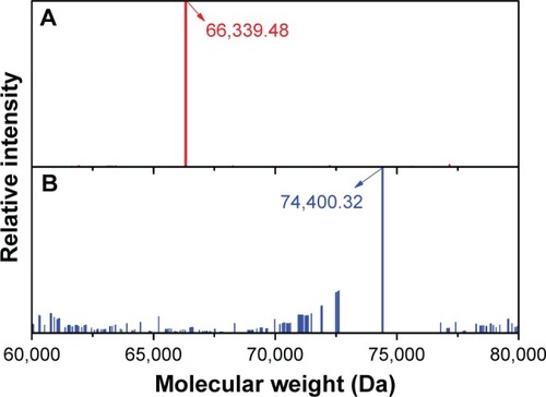 Figure 4 Mass spectra of BSA (A) and Gal-BSA (B).Abbreviation: Gal-BSA, galactosylated BSA.