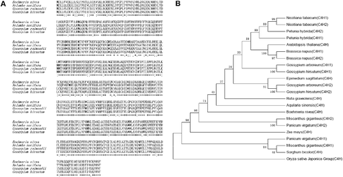 Figure 3. Phylogenetic analysis of BnGC4H among different plants. (A) Coding region amino acid sequence alignment of BnGC4H in ramie and homologous genes. The sequences of Nelumbo nucifera (accession no. XP_010253 046.1), Gossypium raimondii (accession no. XP_012454 096.1) and Gossypium hirsutum (accession no. NP_001314 057.1) were downloaded from the NCBI GenBank database. (B) Phylogenetic tree of C4H from ramie and other plant species. The sequences of Nicotiana tabacum (C4H1) ABC69412; Nicotiana tabacum (C4H2) ABC69411; Petunia hybrida (C4H1) ADX33332; Petunia hybrida (C4H2) ADX33333; Arabidopsis thaliana (C4H) AAC99993; Brassica napus (C4H1) DQ485129; Brassica napus (C4H2) DQ485131; Gossypium arboreum (C4H1) AAG10197; Gossypium arboreum (C4H2) AAG10196; Gossypium hirsutum (C4H1) FJ848866; Gossypium hirsutum (C4H2) FJ848867; Epimedium sagittatum (C4H) AIS92509.1; Ruta graveolens (C4H) AAN63028.1; Aquilaria sinensis (C4H) AGP25594.1; Boehmeria nivea (C4H) KY937946; Miscanthus giganteus (C4H1) ANB43563.1; Miscanthus giganteus (C4H2) ANB43564.1; Panicum virgatum (C4H1) AFY17064.1; Panicum virgatum (C4H2) AFY17065.1; Sorghum bicolor (C4H) AAK54447.1; Zea mays (C4H) NP001151365.1; Oryza sativa Japonica Group (C4H) BAF45113.1 were downloaded from the NCBI GenBank database.