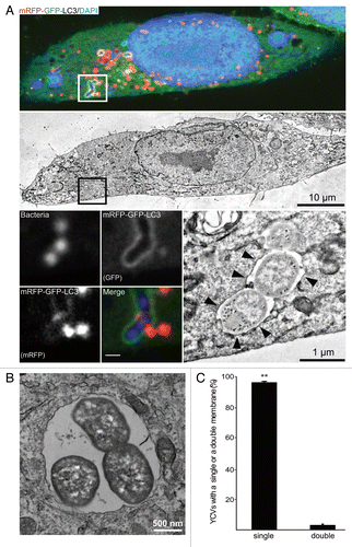 Figure 2.Yersinia pseudotuberculosis is contained within single-membrane, nonacidic, LC3-positive vacuoles. (A) HeLa cells stably expressing mRFP-GFP-LC3 were infected with Y. pseudotuberculosis for 4 h and then processed for CLEM. Bacteria were visualized after staining with DAPI. The upper panel shows a single HeLa cell observed by CLSM and the middle panel shows the corresponding TEM image. The lower left images show bacteria inside an mRFP-GFP-LC3 vacuole (insert magnification: 8×). The lower right image shows bacteria contained inside a single-membrane vacuole (arrowheads). (B) Bacteria dividing inside a single-membrane vacuole, as visualized by TEM. HeLa cells stably expressing mRFP-GFP-LC3 were infected with Y. pseudotuberculosis for 4 h and then processed for electron microscopy. (C) A quantitative TEM analysis of YCVs with single or double membranes. Values are quoted as the mean ± SEM from 3 independent experiments in which at least 20 HeLa cells stably expressing mRFP-GFP-LC3 were analyzed.