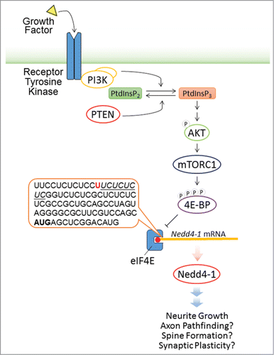 Figure 1. Model of the Regulation of Nedd4–1 Translation by mTORC1. In response to growth factor signaling, PI3K catalyzes the phosphorylation of PtdInsP2 to generate PtdInsP3. PTEN converts PtdInsP3 back to PtdInP2 and thus antagonizes the effect of PI3K. Elevated PtdInsP3 levels lead to the phosphorylation and activation of AKT, which then activates mTORC1. Phosphorylation of 4E-BPs by mTORC1 reduces the binding of 4E-BPs to eIF4E, enabling eIF4E to bind to the 5'UTR of target mRNAs and thus initiate protein synthesis. The 5'UTR of Nedd4–1 mRNA (see sequence in the dialog box) contains a pyrimidine-rich sequence stretch (underlined) after the putative transcriptional start site (red), which is related to the 5' terminal oligopyrimidine (5'TOP) motif. This pyrimidine-rich sequence may play a key role in starting the translation of Nedd4–1 mRNAs in an mTORC1 activity-dependent manner. Nedd4–1 is a positive regulator of neurite growth and may have additional roles in regulating axon pathfinding, spine formation, and synaptic plasticity.