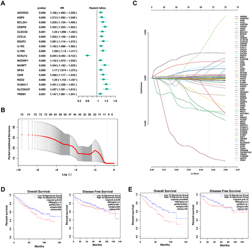 Figure 5 Development of prognostic signature with neutrophil marker genes in TCGA cohort. (A) Results of the univariate cox analysis of the neutrophil marker genes and the OS in TCGA-KIRC cohort. (B) LASSO coefficient profiles of the eighty-four marker genes of neutrophil granulocytes. (C) Ten-time cross-validation for tuning parameter selection in the LASSO Cox regression model. (D-E) Comparison of the overall survival (left) and disease-free survival (right) of clear cell renal cell carcinoma between the neutrophil signatures-low and neutrophil signatures-high groups with the cutoff value of 50% (d) and 25% (E).